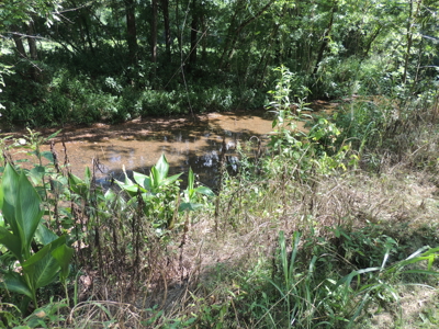 Vacant Wooded Land For Sale In Tn With Creek No Restrictions - image 2