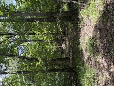 Vacant Wooded Land For Sale In Tn With Creek No Restrictions - image 12