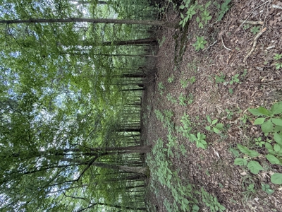 Vacant Wooded Land For Sale In Tn With Creek No Restrictions - image 20