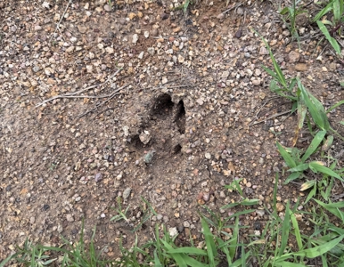 Vacant Wooded Land For Sale In Tn With Creek No Restrictions - image 5