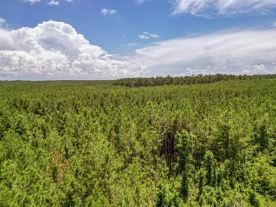 Land for Sale in Amite County, MS - image 9