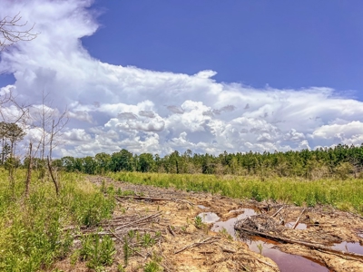 Land for Sale in Amite County, MS - image 22