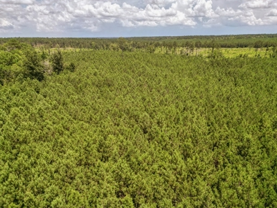Land for Sale in Amite County, MS - image 11