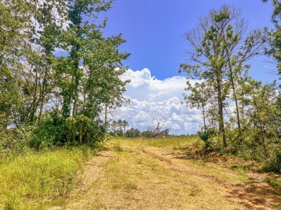 Land for Sale in Amite County, MS - image 17