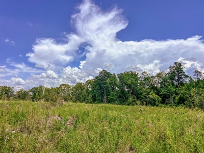 Land for Sale in Amite County, MS - image 23