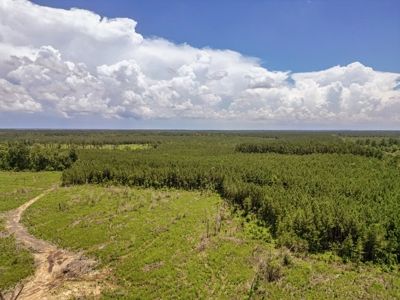 Land for Sale in Amite County, MS - image 7