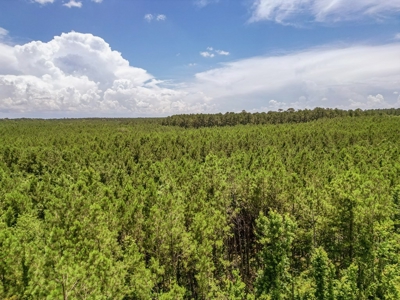 Land for Sale in Amite County, MS - image 10