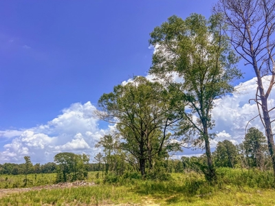 Land for Sale in Amite County, MS - image 19