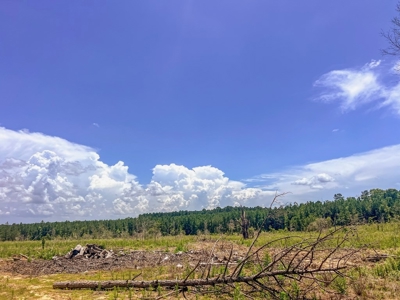 Land for Sale in Amite County, MS - image 20