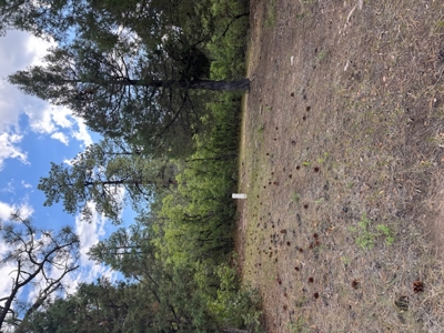 Northern New Mexico Mountain Property Near Chama NM - image 6