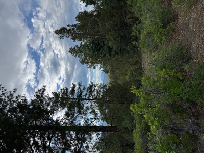 Northern New Mexico Mountain Property Near Chama NM - image 4