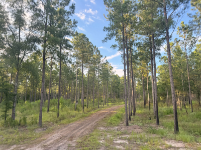 Welcome to Cypress Grove, a rare 456-ac recreation & hunting land - image 33