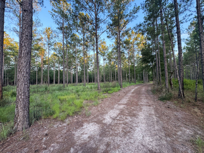 Welcome to Cypress Grove, a rare 456-ac recreation & hunting land - image 27