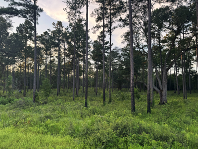 Welcome to Cypress Grove, a rare 456-ac recreation & hunting land - image 30