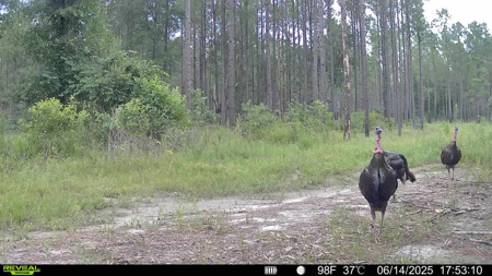 Welcome to Cypress Grove, a rare 456-ac recreation & hunting land - image 38