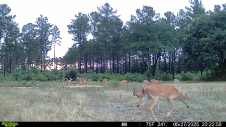 Welcome to Cypress Grove, a rare 456-ac recreation & hunting land - image 37