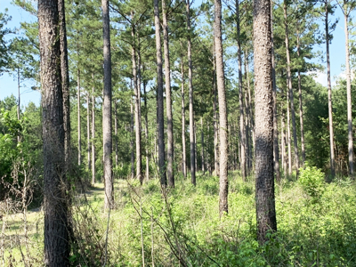 Welcome to Cypress Grove, a rare 456-ac recreation & hunting land - image 40