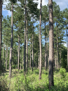 Welcome to Cypress Grove, a rare 456-ac recreation & hunting land - image 41