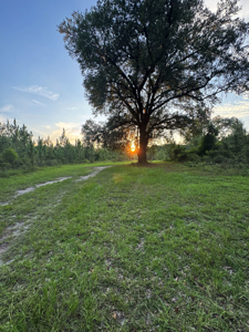 Welcome to Cypress Grove, a rare 456-ac recreation & hunting land - image 23