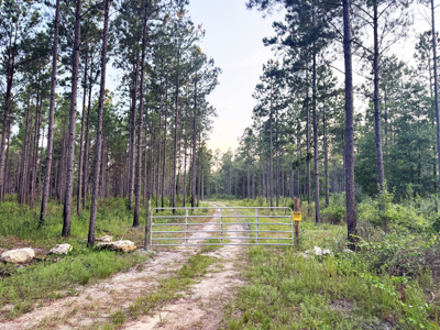 Welcome to Cypress Grove, a rare 456-ac recreation & hunting land - image 29