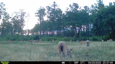 Welcome to Cypress Grove, a rare 456-ac recreation & hunting land - image 36