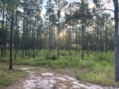 Welcome to Cypress Grove, a rare 456-ac recreation & hunting land - image 31