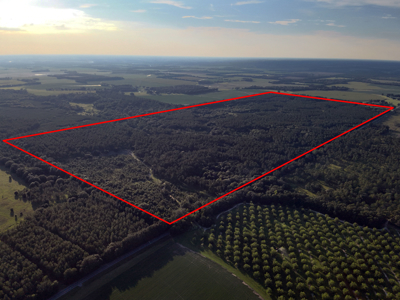 Welcome to Cypress Grove, a rare 456-ac recreation & hunting land - image 10