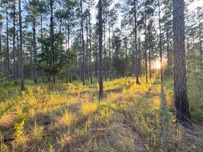 Welcome to Cypress Grove, a rare 456-ac recreation & hunting land - image 20