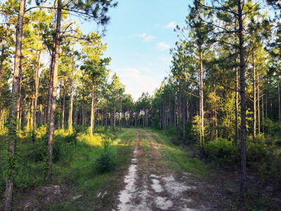 Welcome to Cypress Grove, a rare 456-ac recreation & hunting land - image 14