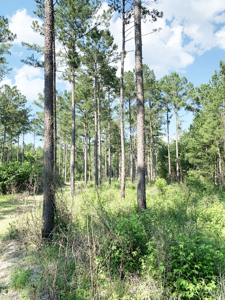 Welcome to Cypress Grove, a rare 456-ac recreation & hunting land - image 39