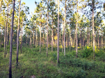 Welcome to Cypress Grove, a rare 456-ac recreation & hunting land - image 9