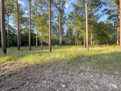 Welcome to Cypress Grove, a rare 456-ac recreation & hunting land - image 24