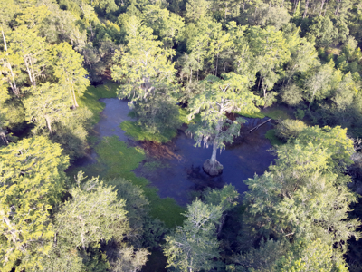 Welcome to Cypress Grove, a rare 456-ac recreation & hunting land - image 12
