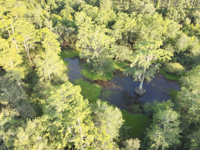Welcome to Cypress Grove, a rare 456-ac recreation & hunting land - image 11