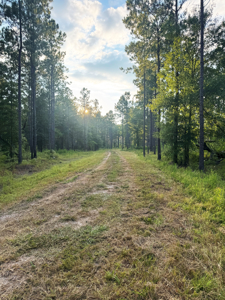 Welcome to Cypress Grove, a rare 456-ac recreation & hunting land - image 32