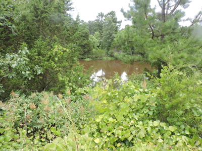 Secluded Cabin Retreat Surrounded by Ouachita National Forest - image 14
