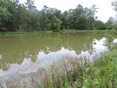 Secluded Cabin Retreat Surrounded by Ouachita National Forest - image 15