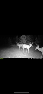 70.97 Acres - Cumbie Rd, Grady/Decatur County Line - Near Vada GA - image 25