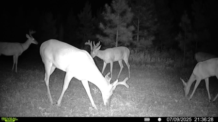 70.97 Acres - Cumbie Rd, Grady/Decatur County Line - Near Vada GA - image 19