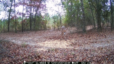 70.97 Acres - Cumbie Rd, Grady/Decatur County Line - Near Vada GA - image 27