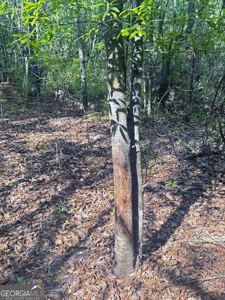 70.97 Acres - Cumbie Rd, Grady/Decatur County Line - Near Vada GA - image 5