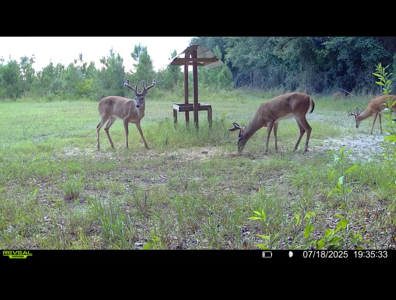 70.97 Acres - Cumbie Rd, Grady/Decatur County Line - Near Vada GA - image 23