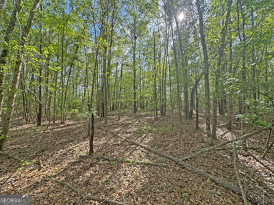 70.97 Acres - Cumbie Rd, Grady/Decatur County Line - Near Vada GA - image 4