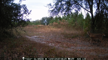70.97 Acres - Cumbie Rd, Grady/Decatur County Line - Near Vada GA - image 26