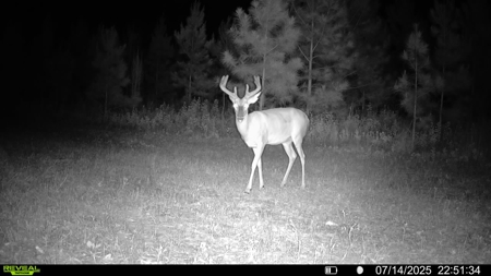 70.97 Acres - Cumbie Rd, Grady/Decatur County Line - Near Vada GA - image 15