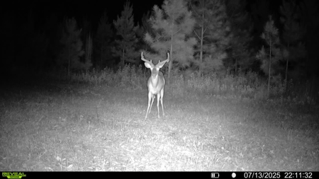 70.97 Acres - Cumbie Rd, Grady/Decatur County Line - Near Vada GA - image 16