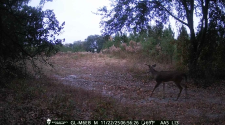 70.97 Acres - Cumbie Rd, Grady/Decatur County Line - Near Vada GA - image 29