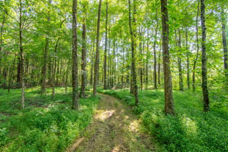 Secluded Country Cabin for Sale near TN / KY State Line - image 40