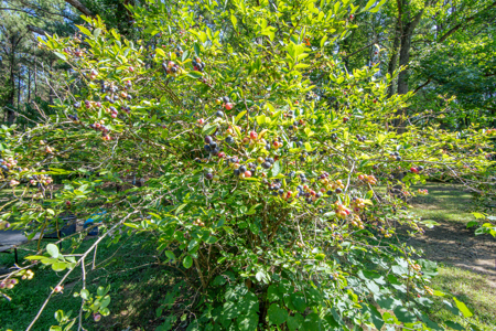 Secluded Country Cabin for Sale near TN / KY State Line - image 31