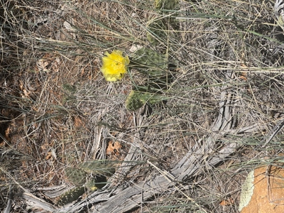 Off Grid Cabin or RV Land for Sale near Rio Chama Wildlife Area - image 5